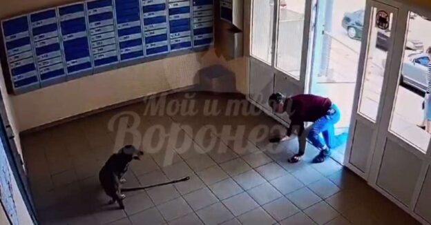 Таксу, выгуливающую пьяного хозяина, сняли на видео в Воронеже
