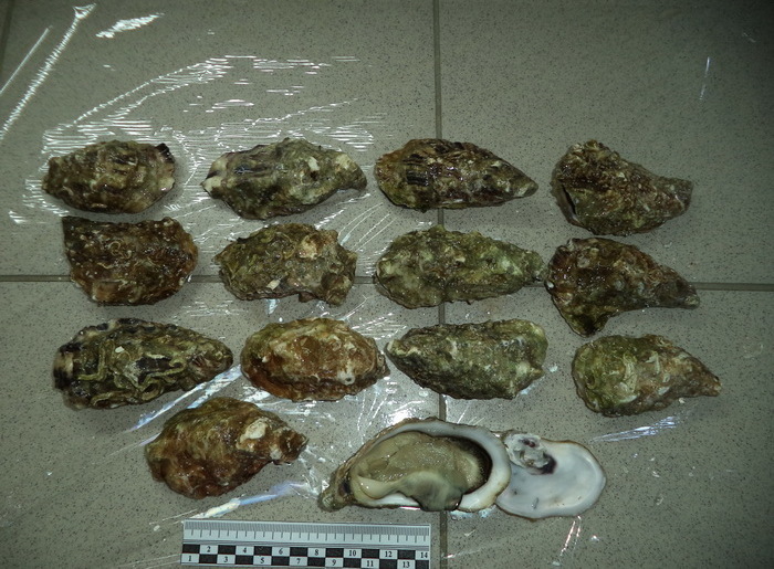 Смоленские таможенники нашли почти 700 кг морепродуктов в фуре с мебелью